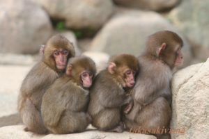 寒いコザルＷＥＢ