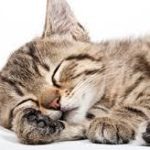 人生の3分の1は睡眠です！！どこかのCMで聞いたことある？？